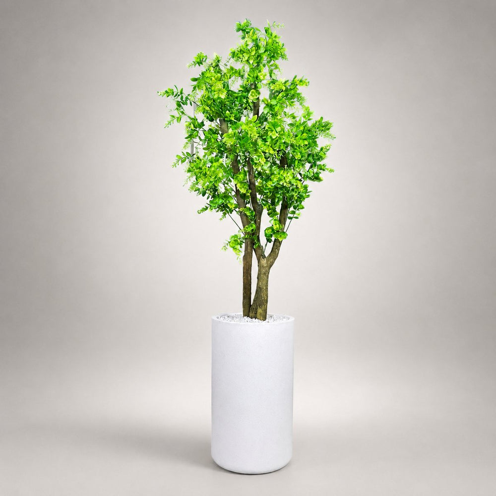 Green Enkianthus Tree in a Heaven 24″ white stone planter