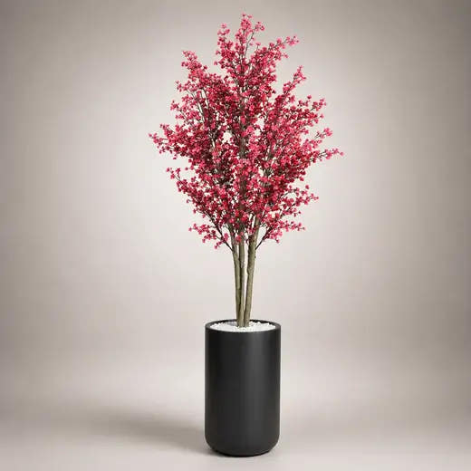 Red star blossom tree in a black planter