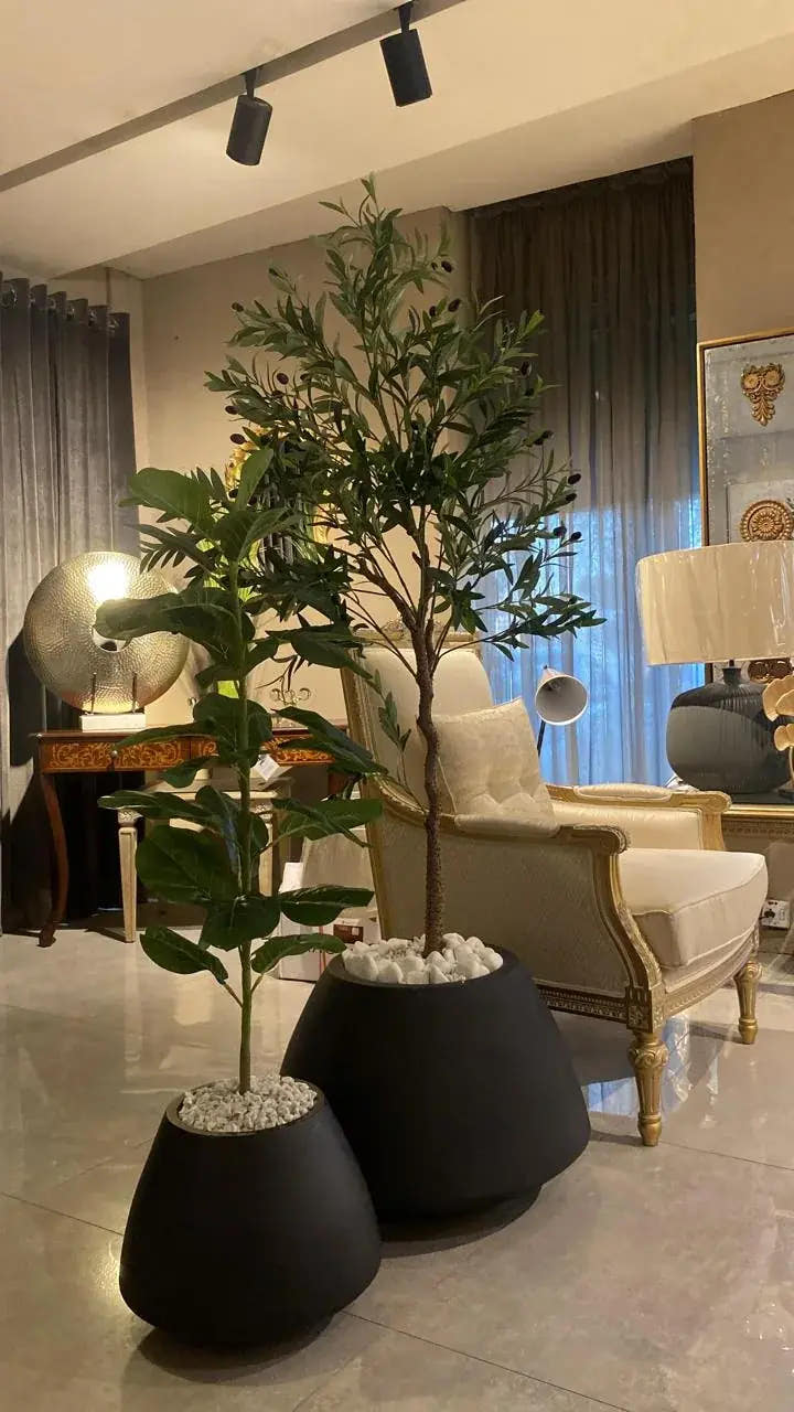 Olive trees · matte black planters