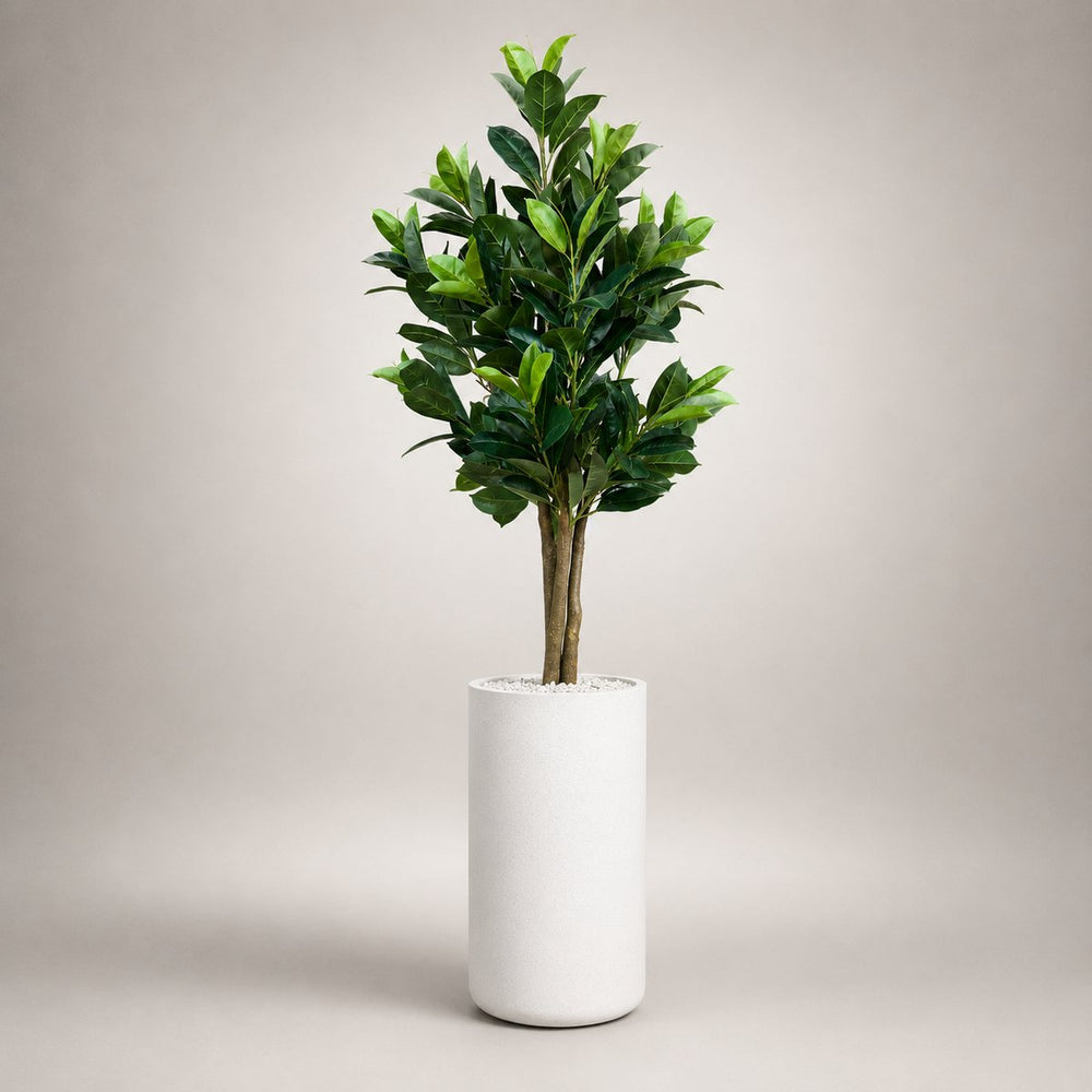Green Guava Tree in a Heaven 24″ white stone planter