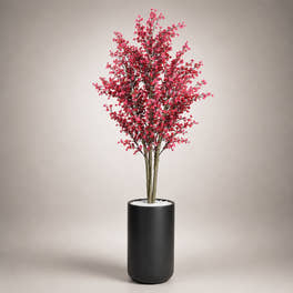 Red star cherry blossom tree in a matt black planter