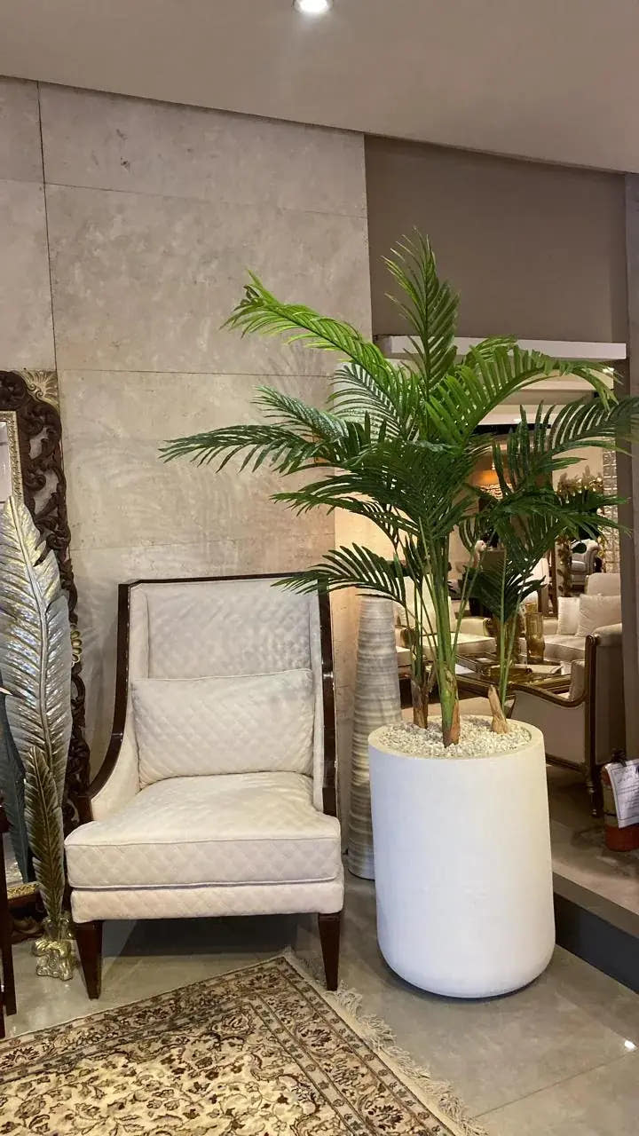 Areca palm · white stone planter
